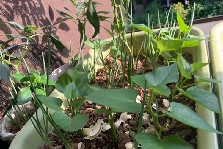 种菜用什么肥料最好