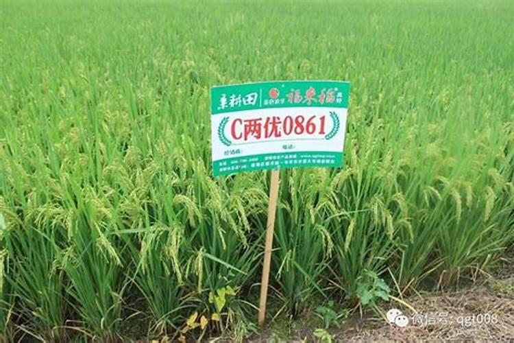 玉米可以种植在酸性土壤里吗？应该施什么肥？