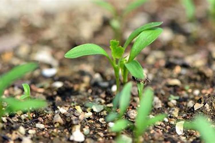 灵斯科丹除草剂的成分都具备什么？