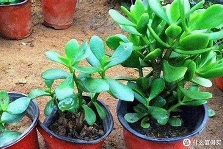 果树最佳施肥时间表