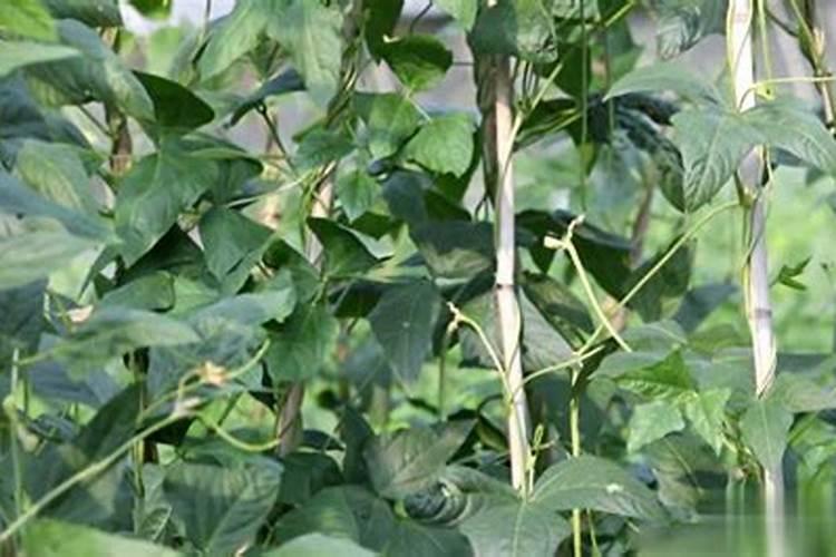 玉米从抽穗到成熟需要多少时间 是进行追肥的最佳时期