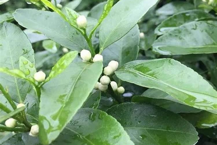 大小年的柑橘结果树要怎样施肥？
