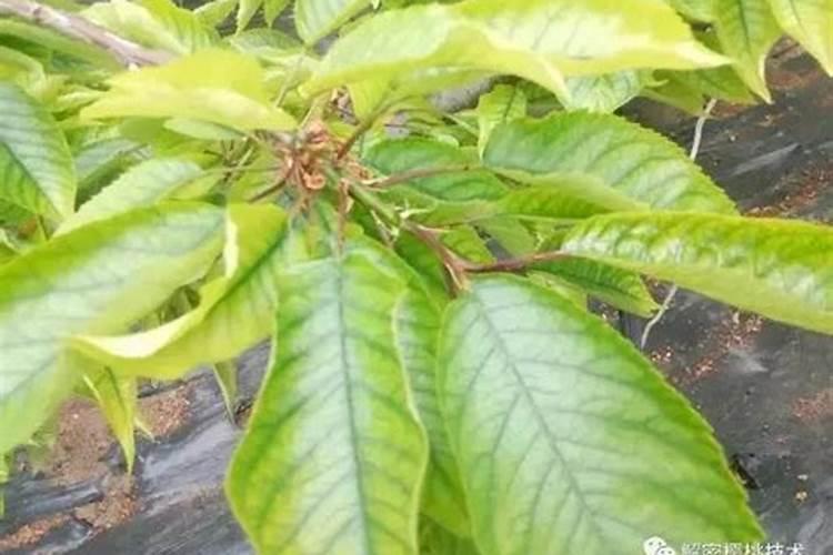 樱桃树黄叶病怎样防治