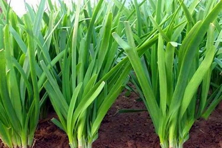 罗汉果过秋后需要点花吗