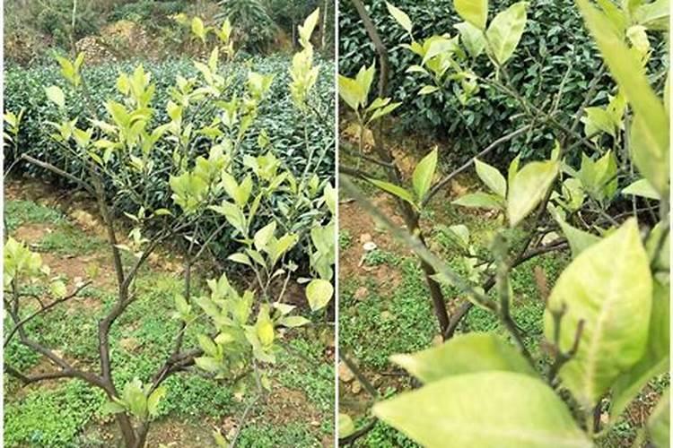 西瓜追肥用什么肥料好