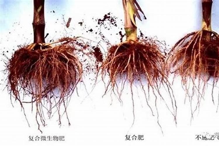 多肉植物能喷磷钾肥吗