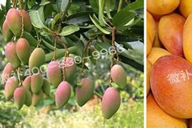 硫基肥是什么肥料