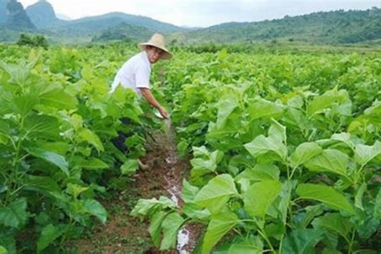 西瓜膨大期应该用什么肥料