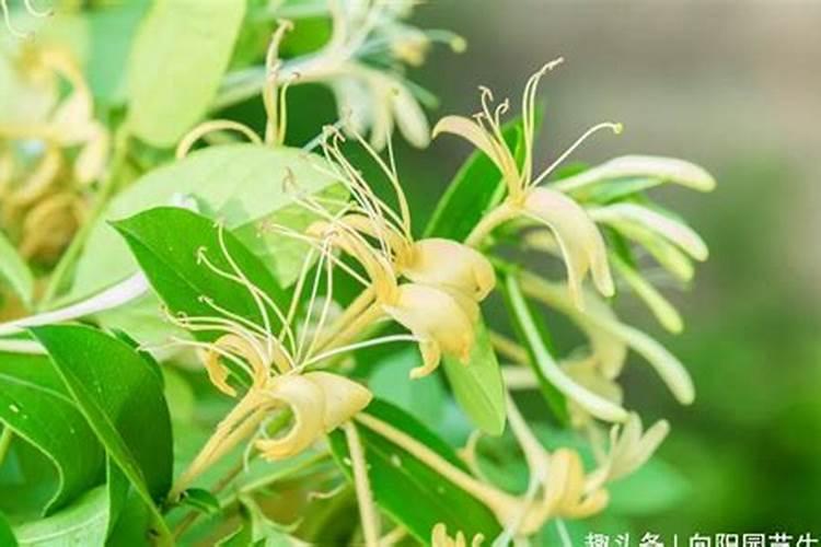 长安氮肥厂倒闭了吗