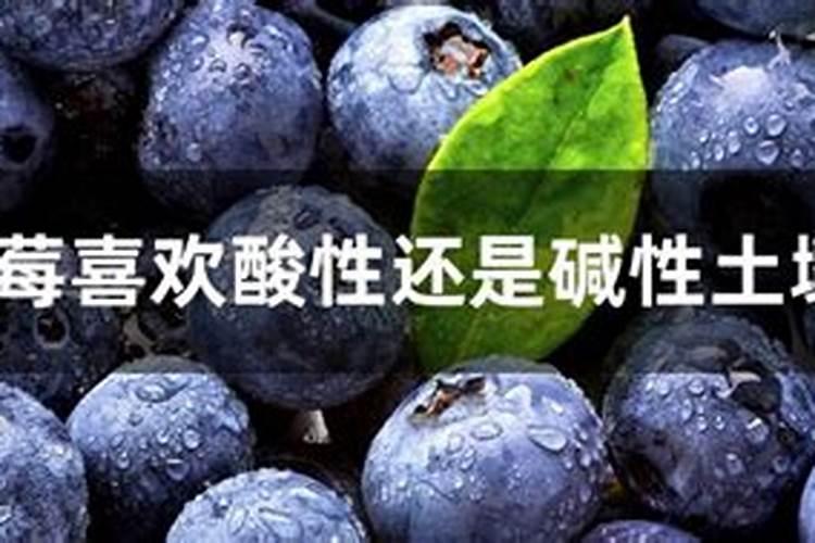 蓝莓用什么肥料最好