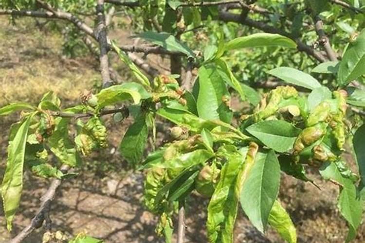 豆饼肥料的使用方法