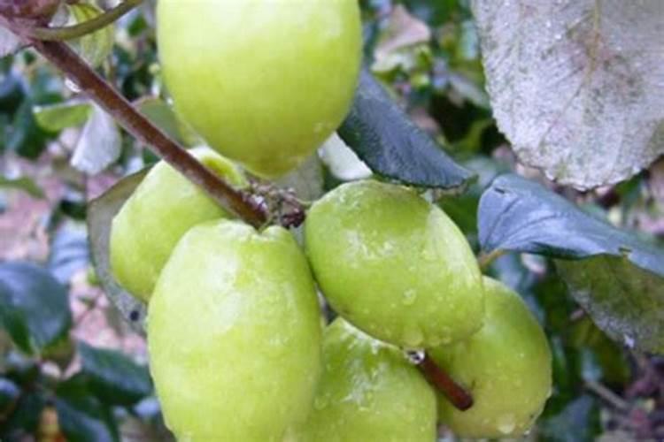 茉莉花叶子变黄可以用氨基酸花肥吗？