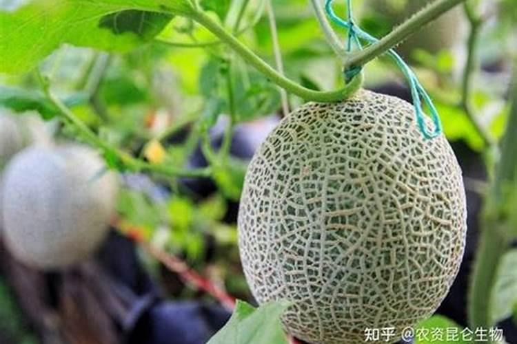 哈密瓜僵苗后怎么处理