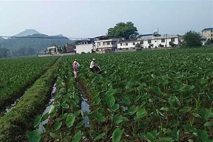东北野生山芋头种植技术