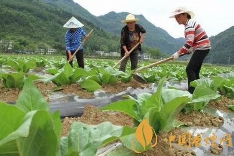 灭草松能用于大棚黄瓜苗后吗