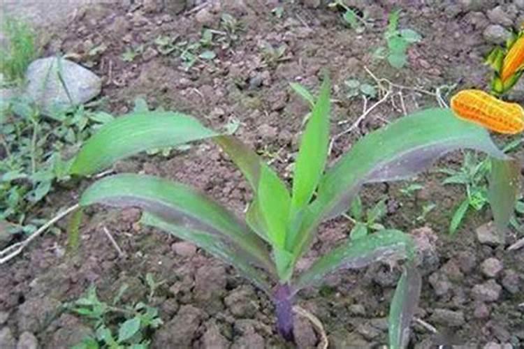 花菜该如何施肥才能高产？