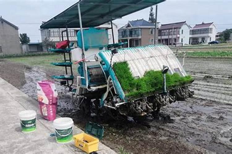 三年的杨树怎样施肥