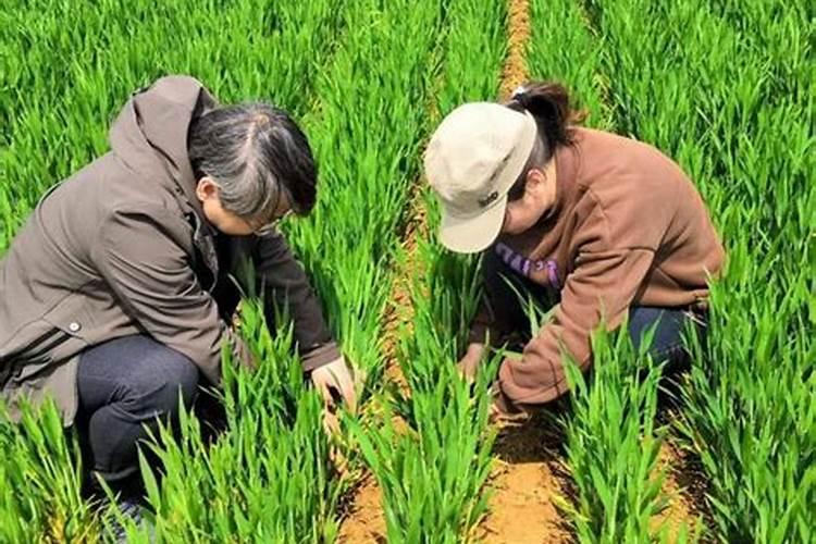 春季花菜地用什么肥料好？