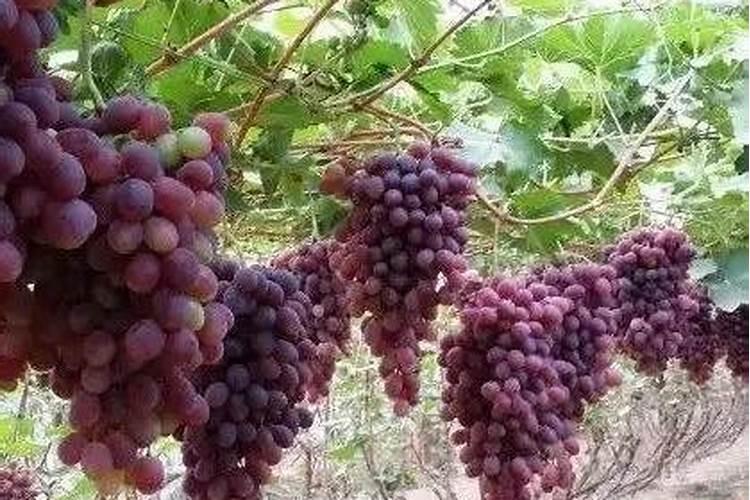 磷酸二氢钾适合哪些花