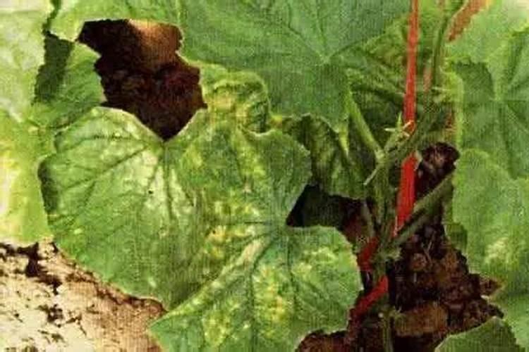 杜鹃花施肥方法与养护