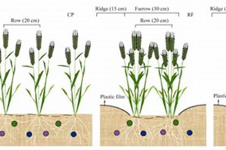 果树怎么施水溶肥？