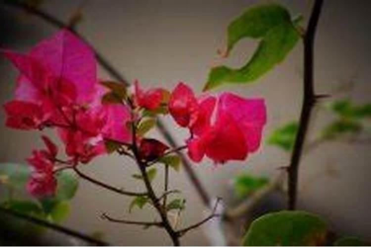 月季花种植方法和注意事项