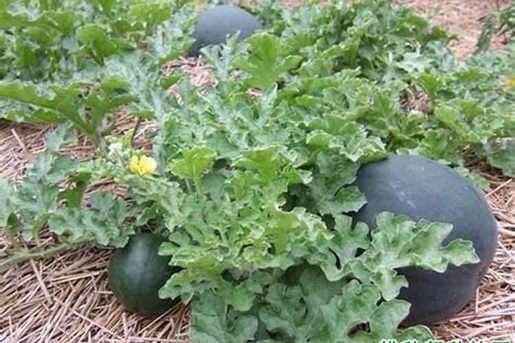 硫酸钾水溶肥西瓜地几天用一次