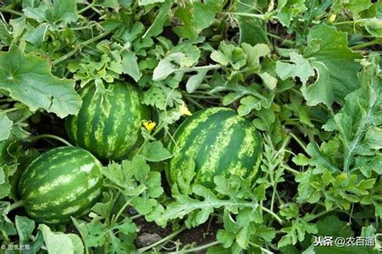 西瓜用什么肥料最好