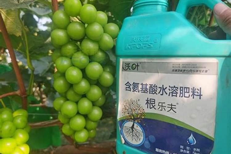 阳光玫瑰2一3叶施什么肥？