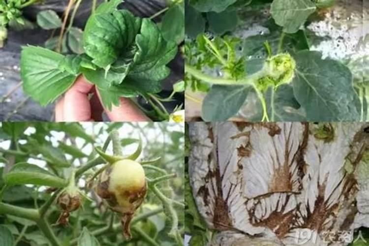 种植出口蔬菜用什么有机肥最好？