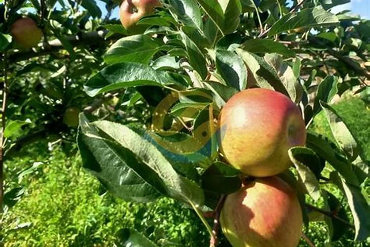 油茶树种植技术？油茶树剪枝,施什么肥料对油质量好？