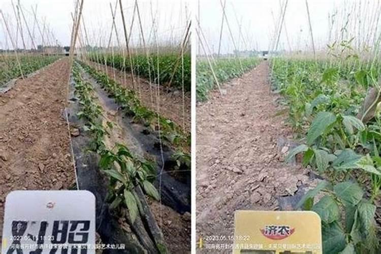 含腐植酸水溶肥料裸根能用吗