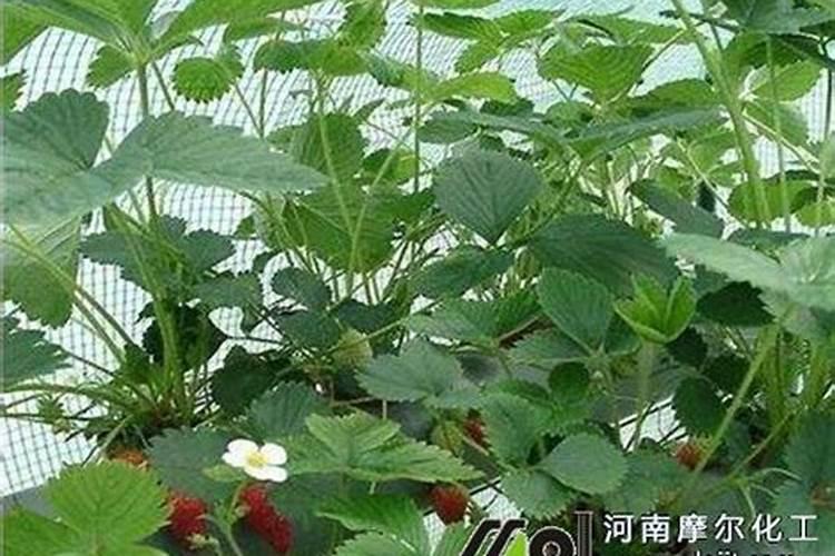 甲霜恶灵用多了怎么补救