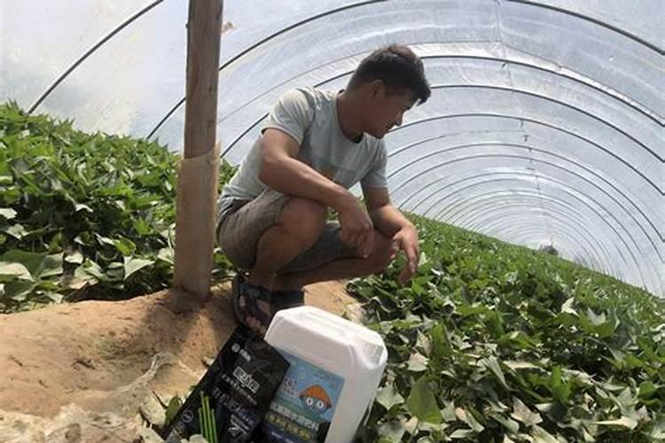 红薯种植施用什么肥料好