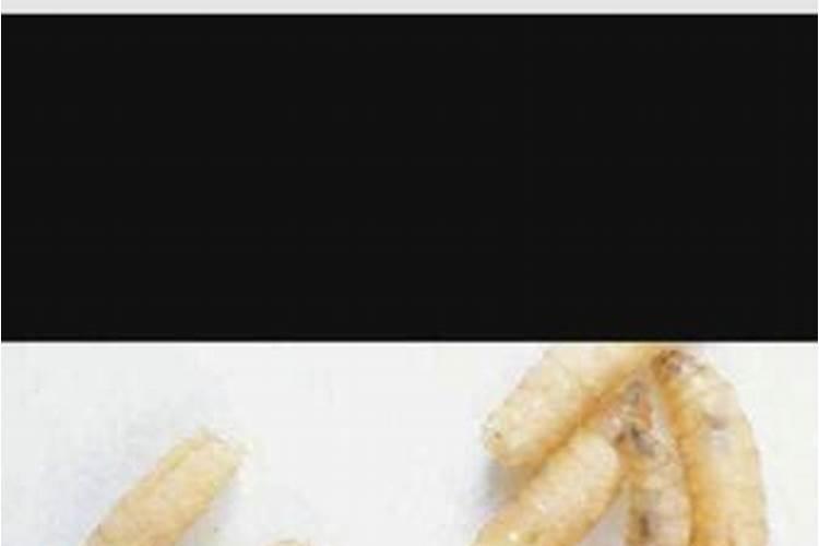 产生韭菜地蛆的因素,韭菜地蛆用什么药