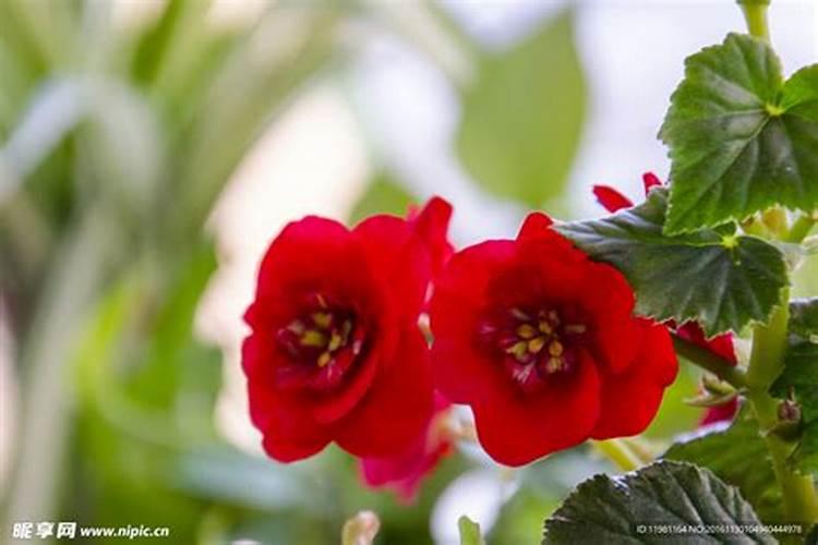 杨梅树施用硫酸美有什么好处+,什么时候施肥？