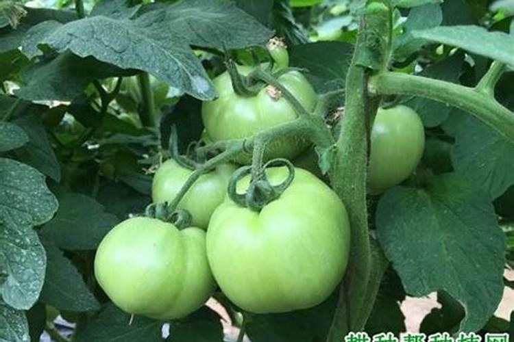 玉米在种植时需冲施钾肥吗？