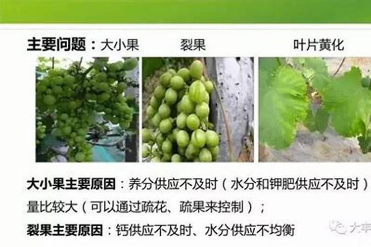 天然芸苔素内酯如何选择芸苔素内酯(供企业参考)