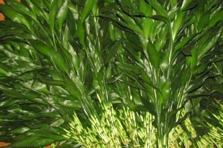 君子兰盆里蓝色颗粒药是啥