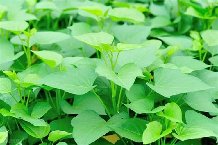 红薯苗成活后怎么施肥和管理