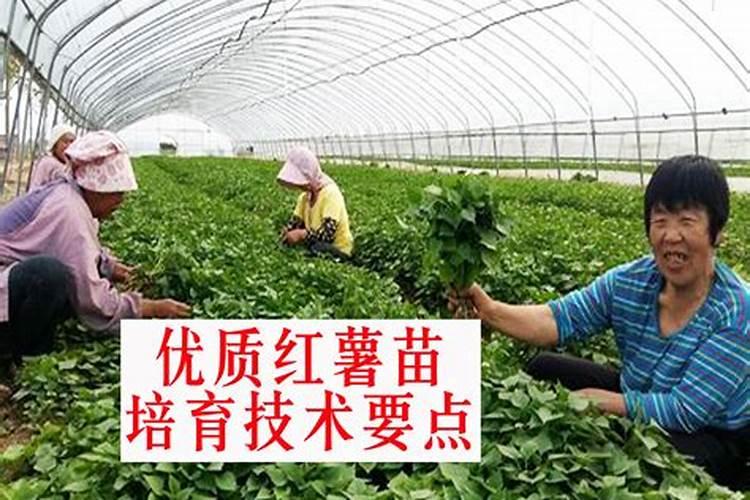 红薯苗长出地面喷什么叶面肥最好？