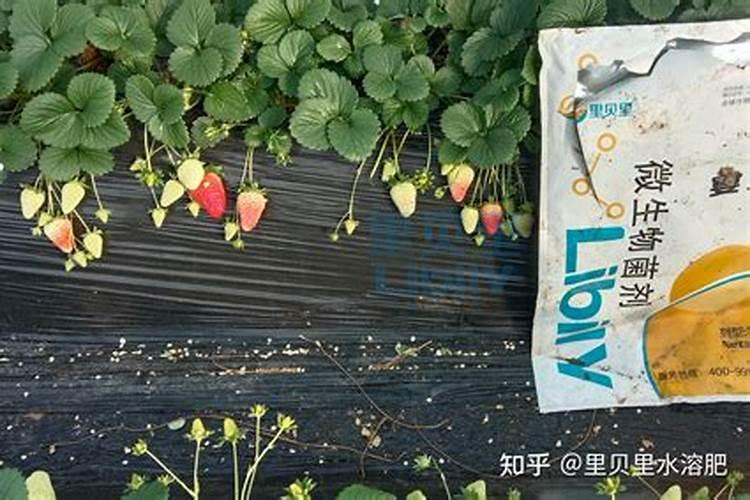 复合肥底肥还是追肥