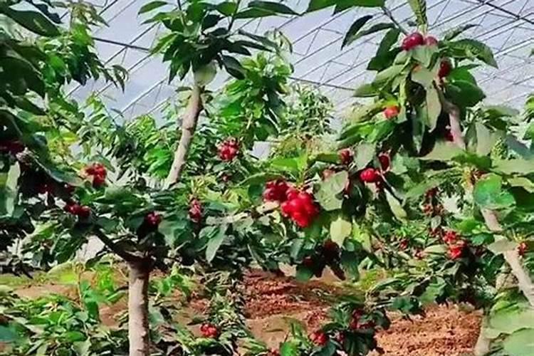 下载种花养花软件安装  种花的app或小程序推荐