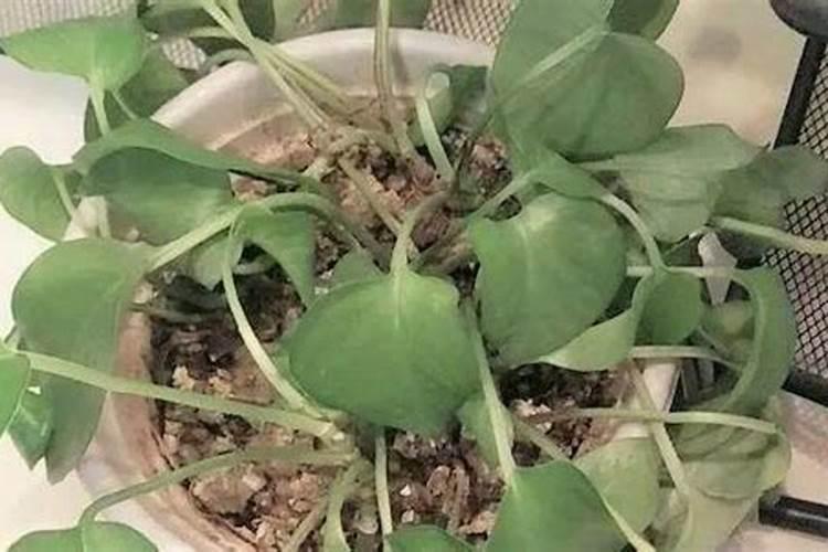 孔雀竹芋多久浇一次水