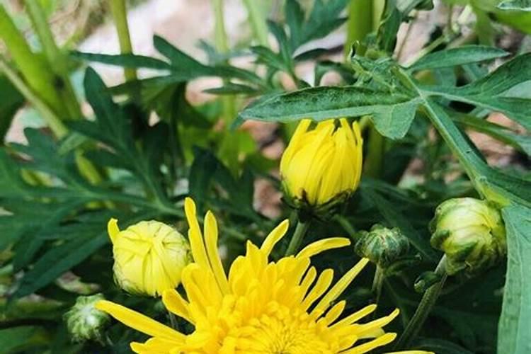 葫芦坐果期如何施肥