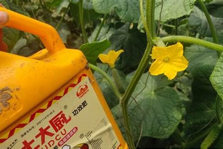 韭菜的种植方法以及注意事项