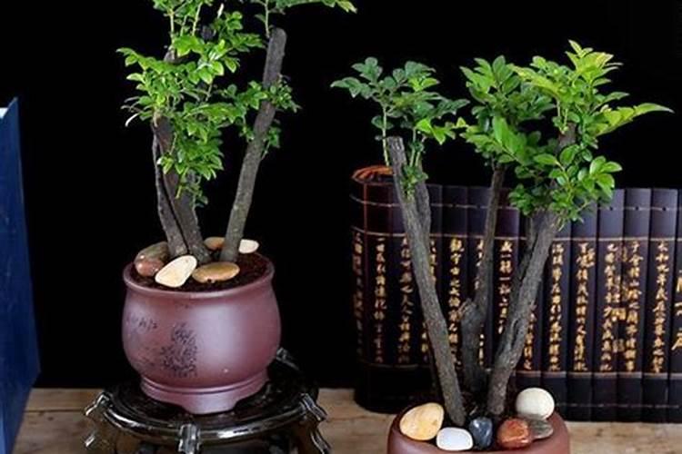 小叶紫檀树用什么肥料
