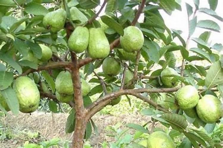 一亩地尿素与黄腐酸钾合起来用可以吗