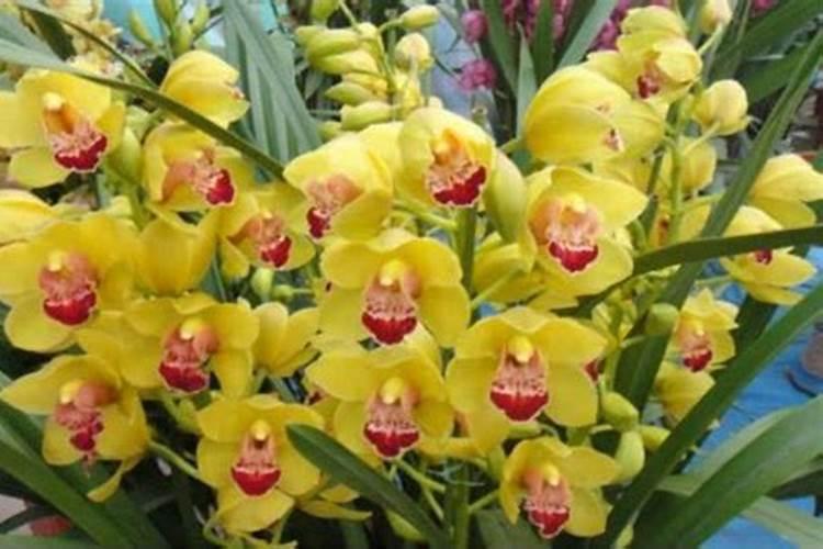 高磷高钾复合肥有那些