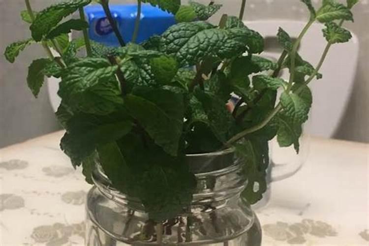 西瓜用什么肥料好？